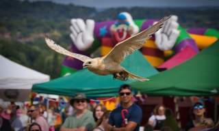 Gatton Country Fair