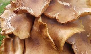 In-Depth Foraging Class | Goodwood Estate