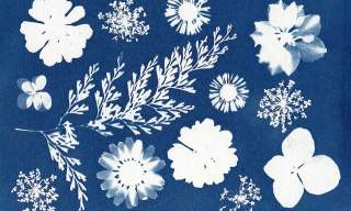 Photograms: A Darkroom Workshop | Frensham Heights