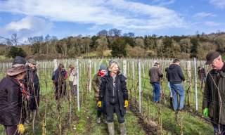 Winter Pruning Experience | Albury Vineyard