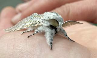May Moth Morning