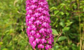 Summer wildflower & tree identification Workshops