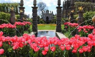 Tulip Festival | Arundel Castle