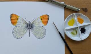 Butterfly Art