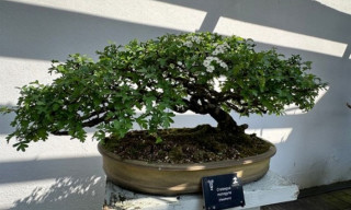 National Bonsai Collection Open Day