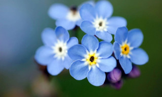 Dementia Carers Hub Nature Walk (June)