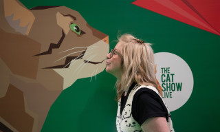 The Cat Show Live 2025