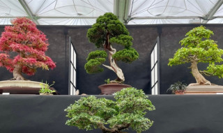 Federation of British Bonsai Societies: New Talent Competition