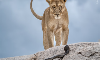 Wildlife Photographer of the Year
