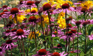 Creative Planting Design