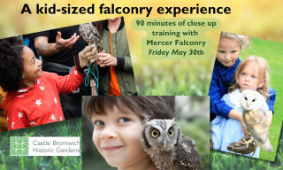 Junior Falconry experience