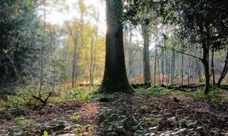 Forest Bathing at Clowes Wood