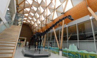 Dippy In Coventry