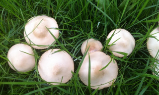 Elmdon Park Foraging Courses
