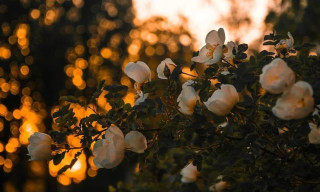 Yoga in the Gardens – Solstice celebrations
