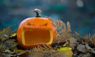 Wild Halloween Nature Potion Hunt