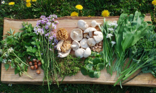 Wild Food UK Foraging Course