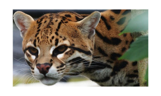 Birmingham Wildlife Conservation Park