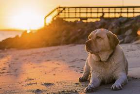 A Dog's Guide to Visiting the Golden Isles