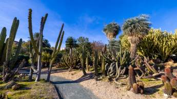 Jardín de Cactus y Suculentas