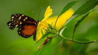 Mariposario de Benalmádena - Monowa