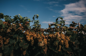 Talon Winery