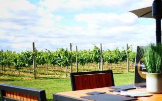 Laurel Vines Vineyard Picnics
