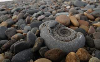 Fossil Fun
