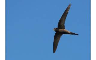 Birds and Gen Zs