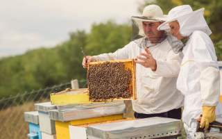 Bees and Teas