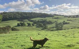 Drewton Dale Summer Saunter (dog-friendly group walk)
