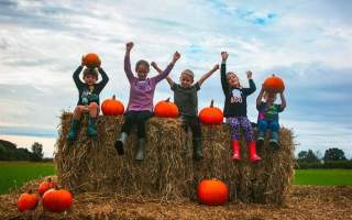 Butt Farm Pumpkin Patch