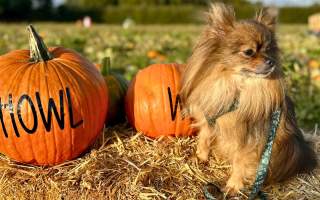 'Howloween' pumpkin picking for dogs at Butt Farm