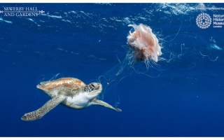 Wildlife Photographer of the Year