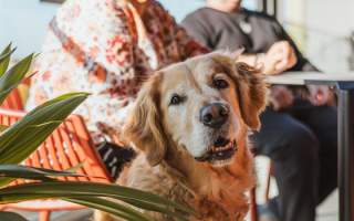 Access Audit Webinars – Drop‑In Support for Local Businesses