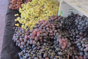 29 Palms Certified Farmers Market