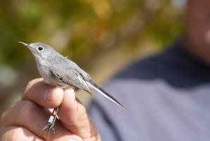 Advanced Bird Banding: From Molt to MAPS
