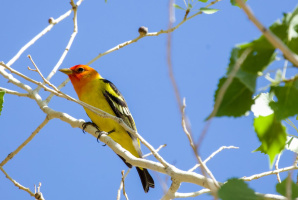 Resident to Rare: Birds of Joshua Tree National Park