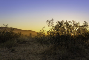 Desert Plant Adaptation Field Experience