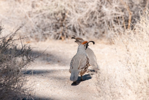 Anza-Borrego Birding & Ecology Field Experience