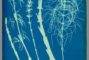 Cyanotype Sunprinting Workshop