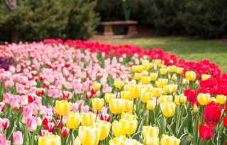 Thanksgiving Point Tulip Festival 2025