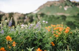 Downtown Blooms