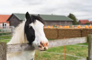 Pecan's Pumpkin Patch at Bransby Horses