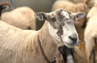 The Lincolnshire Show 2026