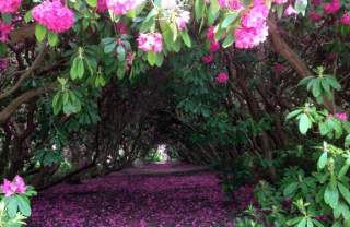 Petwood Gardens