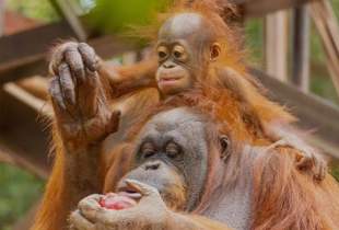 Bioparc Fuengirola