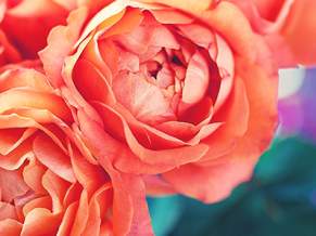 2025 Rose Month