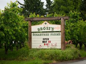 Brosi’s Sugartree Farms