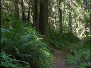 Wright Creek Trailhead